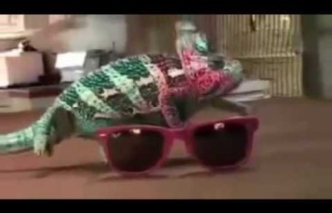 Crazy footage of chameleon changing color instantly!