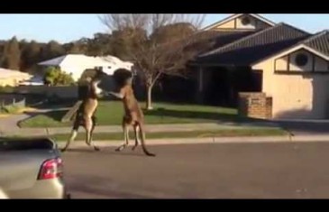 MMA Kangaro fight in the middle of an Australian street