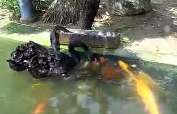 Nice black swans feeding koi fish